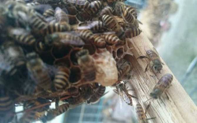 意蜂爬蜂病怎么治療(意蜂爬蜂病有幾種怎樣治療) 意蜂爬蜂病怎么治療(意蜂爬蜂病有幾種怎樣治療)