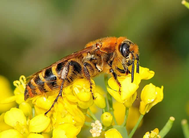 蜂王的特點有哪些？