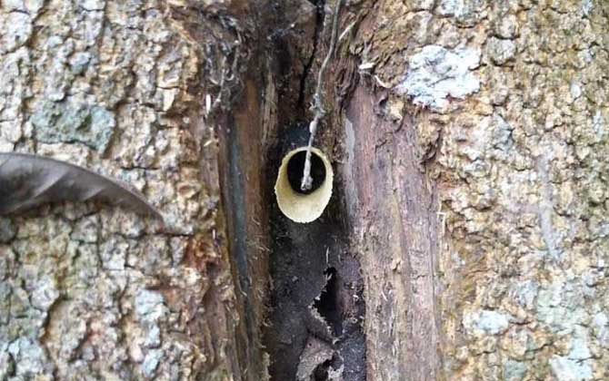 酸蜂怎么找到蜂窩(什么是酸蜂) 酸蜂