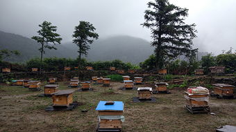 養蜂場一般規模多大(多大面積養一群蜂合適) 養蜂場一般規模多大(多大面積養一群蜂合適)