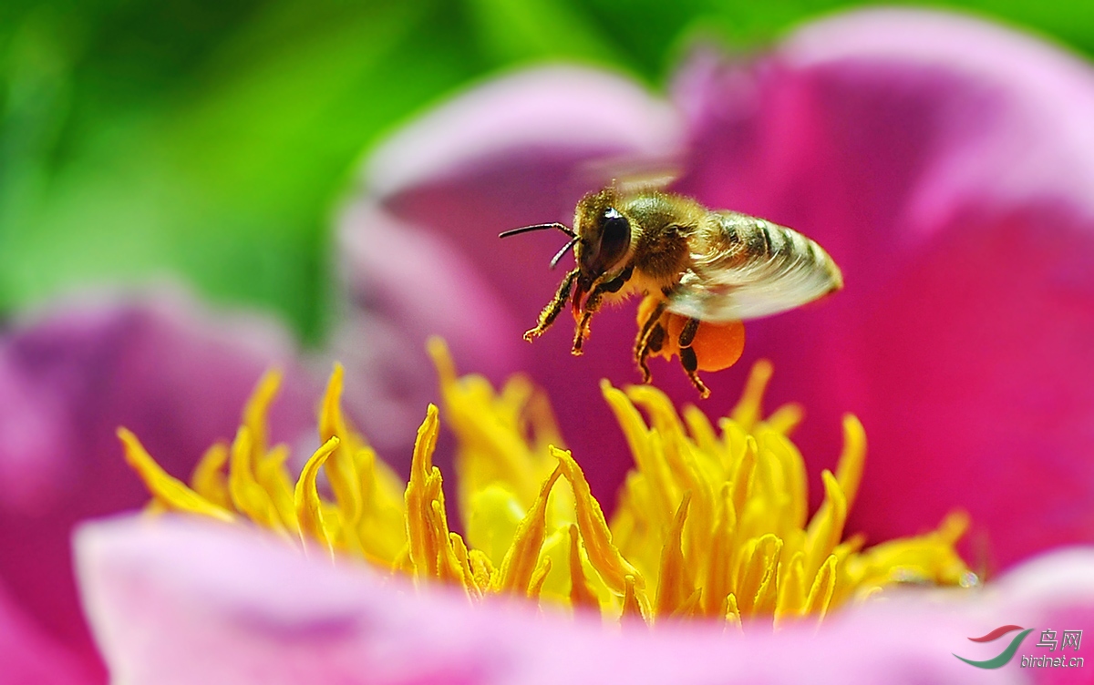 夏天蜜蜂采蜜嗎(蜜蜂是夏天采蜜還是春天采蜜) 夏天蜜蜂采蜜嗎(蜜蜂是夏天采蜜還是春天采蜜)