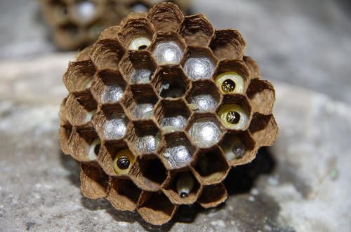 露蜂房是什么東西(露蜂房的作用和用途) 露蜂房是什么東西(露蜂房的作用和用途)