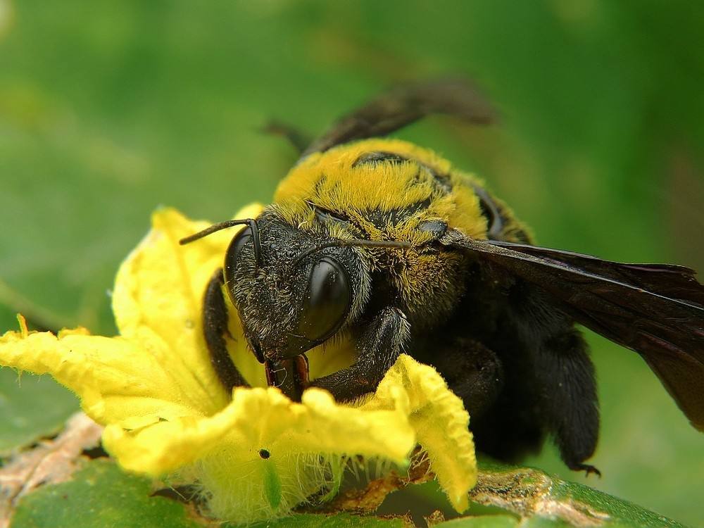 【蜜蜂知識】引誘野生蜜蜂最快的方法 引誘野生蜜蜂最快的方法