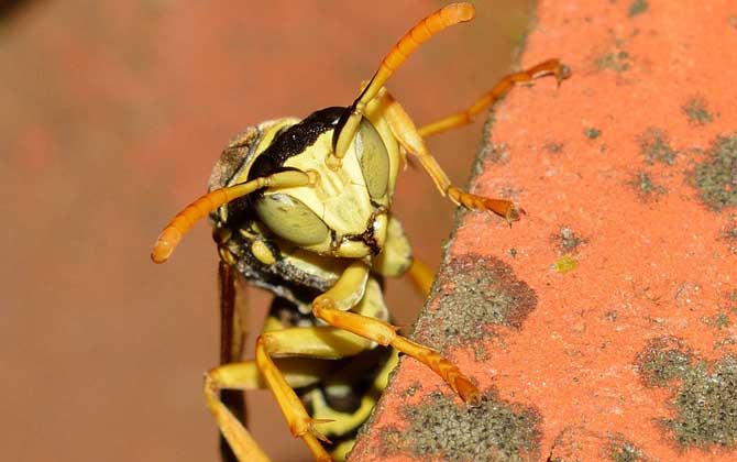 牛角蜂和馬蜂的區別(如何去辨別牛角蜂和馬蜂) 牛角蜂和馬蜂的區別(如何去辨別牛角蜂和馬蜂)