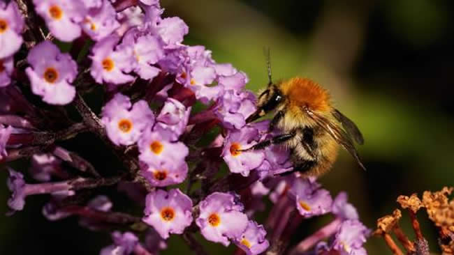 【蜜蜂知識】被蜜蜂蟄了怎么處理? 被蜜蜂蟄了怎么處理?