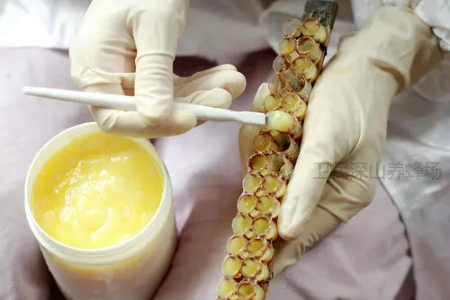 蜂王漿的提取過程 蜂王漿的提取過程