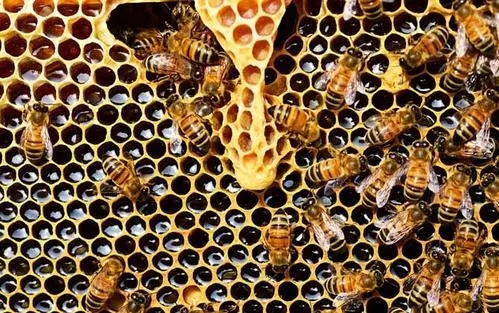 急造王臺留幾個最好(急造王臺選擇留什么王最好) 急造王臺留幾個最好(急造王臺選擇留什么王最好)