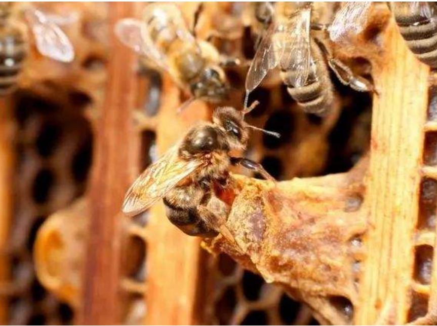 急造王臺留幾個最好(急造王臺選擇留什么王最好) 急造王臺留幾個最好(急造王臺選擇留什么王最好)