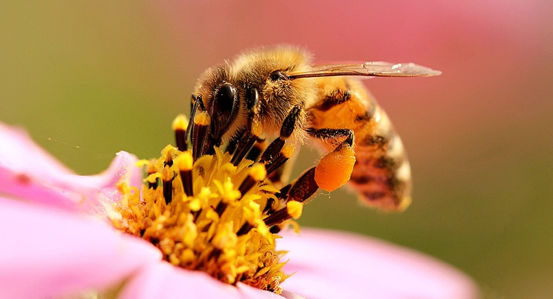 怎樣分辨雄蜂？