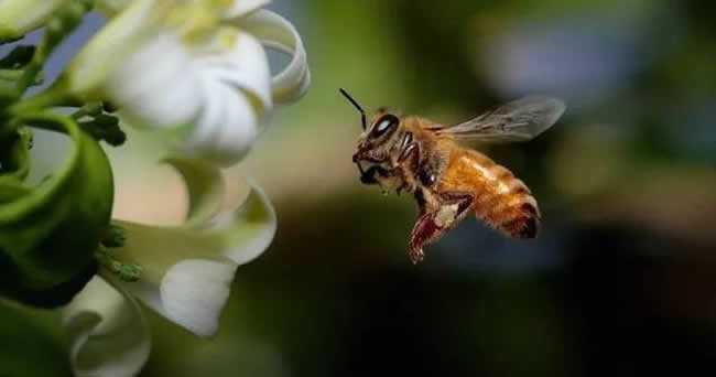 怎樣分辨雄蜂？