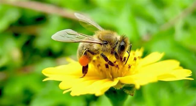 怎樣分辨雄蜂？