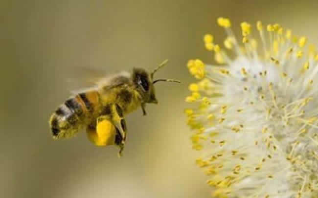 怎樣分辨雄蜂？