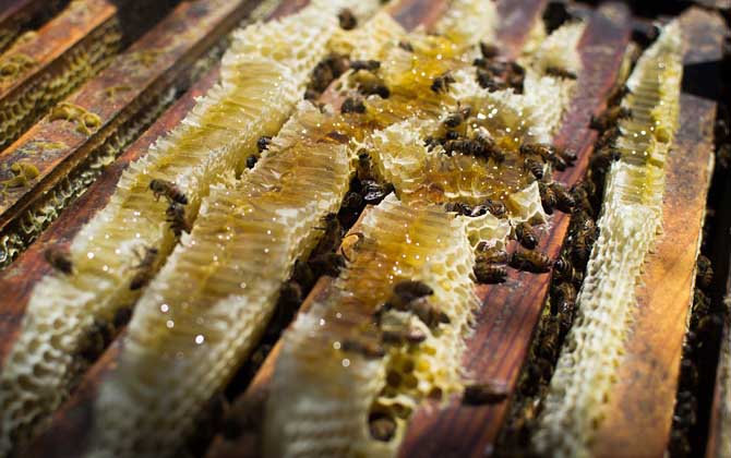 工蜂總在外面爬是什么情況(蜜蜂爬蜂病是什么原因) 工蜂總在外面爬是什么情況(蜜蜂爬蜂病是什么原因)