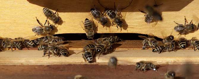 蜜蜂要冬眠過(guò)冬嗎 蜜蜂要冬眠過(guò)冬嗎