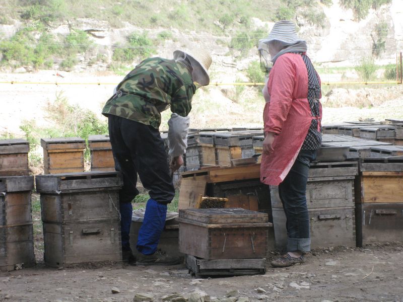 家庭怎樣從零開始養蜂（家庭養蜂技術新手入門）