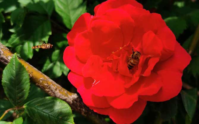 蜜蜂中的工蜂是什么蜂(什么是工蜂) 蜜蜂中的工蜂是什么蜂(什么是工蜂)