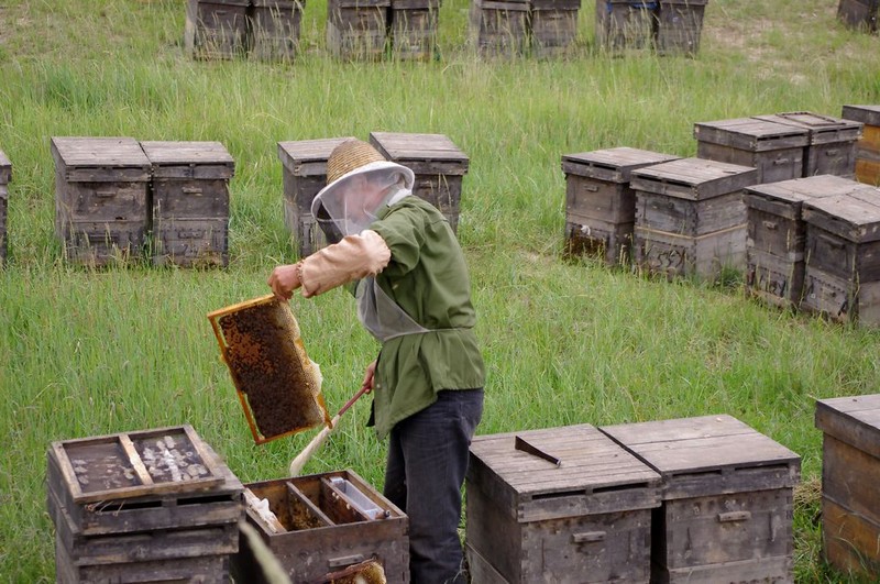 蜜蜂的養殖與管理技術(實用蜜蜂養殖新技術) 蜜蜂的養殖與管理技術(實用蜜蜂養殖新技術)