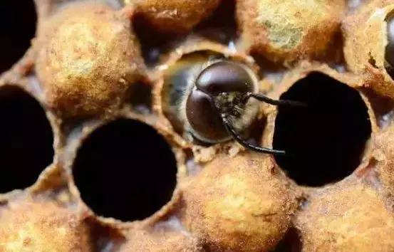 羊群對蜂場影響大嗎（哪些環(huán)境因素會影響蜜蜂的數(shù)量）