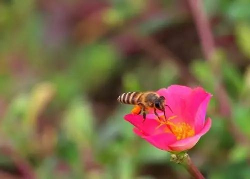 羊群對蜂場影響大嗎（哪些環(huán)境因素會影響蜜蜂的數(shù)量）