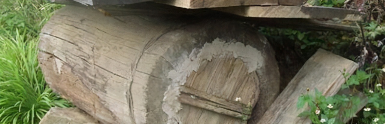 蜜蜂喜歡牛糞嗎（牛糞對蜜蜂的吸引力）