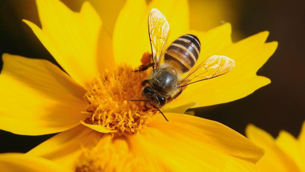 大棚放養蜜蜂的正確方法(大棚蜜蜂養殖注意哪些) 大棚放養蜜蜂的正確方法(大棚蜜蜂養殖注意哪些)