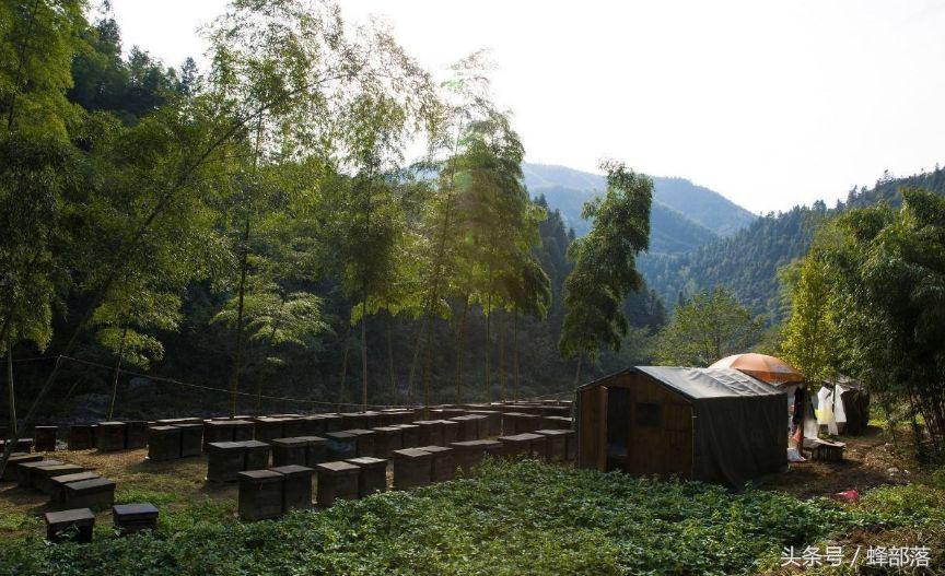 2022年養蜂補貼怎么申請(養蜂補貼補助標準怎么拿) 農村養蜂補貼怎么拿?能拿到多少?
