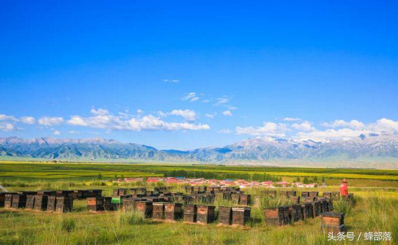 2022年養蜂補貼怎么申請(養蜂補貼補助標準怎么拿) 農村養蜂補貼怎么拿?能拿到多少?