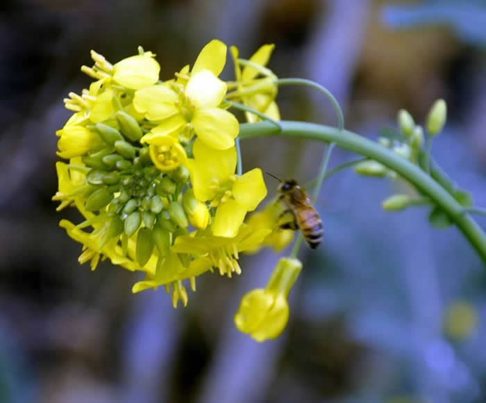 挖好的誘蜂洞怎么處理？