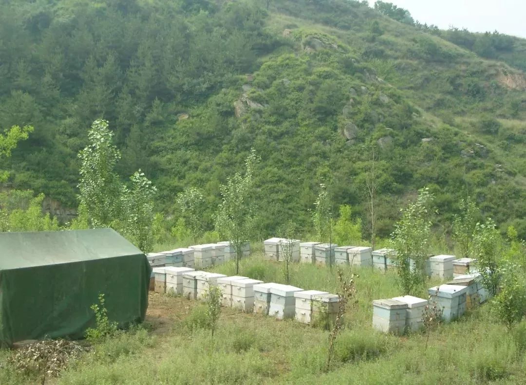 中蜂場養(yǎng)哪兩種蜂好（中蜂養(yǎng)殖，哪種蜂王好）