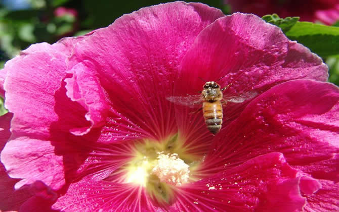 蜂群管理技術(shù)之巢門管理 蜂群管理技術(shù)之巢門管理