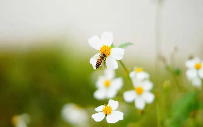 蜂群管理技術(shù)之巢門管理 蜂群管理技術(shù)之巢門管理