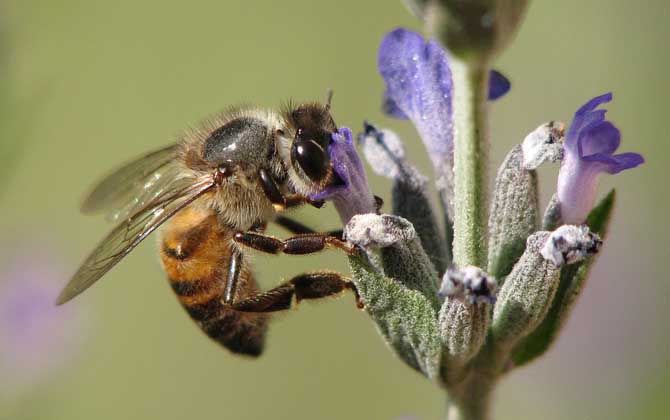 一箱蜜蜂一天吃多少糖? 一箱蜜蜂