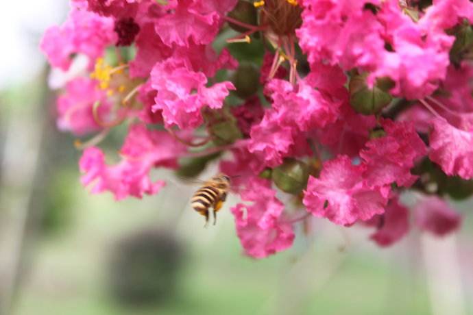 【蜜蜂知識】蜜蜂養(yǎng)殖的基礎(chǔ)知識 蜜蜂養(yǎng)殖的基礎(chǔ)知識