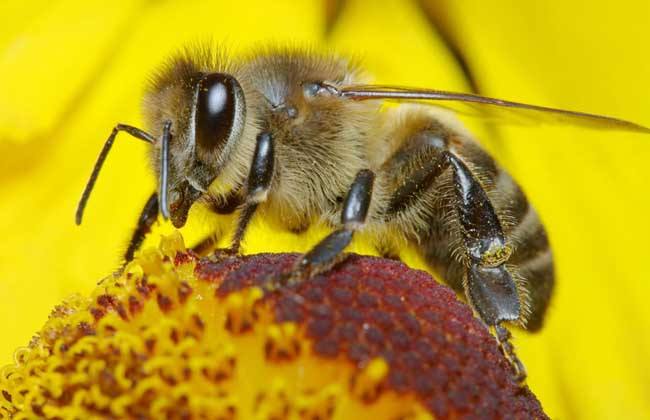 【蜜蜂知識】蜜蜂養(yǎng)殖的基礎(chǔ)知識 蜜蜂養(yǎng)殖的基礎(chǔ)知識