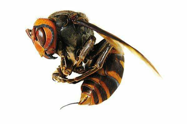 <p> 	中國大虎頭蜂,亦叫做&ldquo;金環胡蜂&rdquo;,又名：中華大虎頭蜂、桃胡蜂、人頭蜂、葫蘆蜂或馬蜂等多種叫法，屬膜翅目胡蜂科，是我國虎頭蜂品種中最大的一種，也是世界五大毒蜂之一。&ldquo;虎頭蜂&rdquo;是民間的俗稱，因其頭大似老虎，性情暴躁兇猛如虎，全身長有虎斑紋，所以人們稱作&ldquo;虎頭蜂&rdquo;。</p> <h2> 	分布范圍</h2> <p> 	大虎頭蜂的分布分為不廣，主要分布在我國的福建、廣東兩省以及廣西東部地區，生活環境以海拔1300米以下的丘陵、地山地區?；㈩^蜂屬群居性昆蟲，一般一個群體包括蜂王以及占絕大多數的工蜂，而工蜂中大部分以雌蜂居多，雄峰占比較少。大虎頭蜂一般筑巢于樹枝、地窟等等環境，一般一個群體數量有上千只，大的群體數量可達上萬只。</p> <h2> 	形態特征</h2> <p> 	大虎頭蜂一般體長28~40mm左右，頭部為橙黃色，胸部幾乎全是黑色，前胸兩側為紅褐色，大顎發達，腹部末端的螫針和毒腺相連，身長虎斑紋。</p> <h2> 	生活習性</h2> <p> 	大虎頭蜂以各類昆蟲為食，如雜食性昆蟲等，幼蟲則以毛毛蟲等昆蟲的幼蟲為食物，因此起到自然界病蟲害的大規模繁殖抑制的作用，長大成蟲后以果實或樹木汁液為食。一般在每年的4月~5月間開始繁殖，6月~7月間長成成蜂，10以后就開始外出覓食，如遇食物匱乏時節也會自相殘殺，一到冬季，基本上就難以尋覓大虎頭蜂的蹤跡。</p> <h2> 	毒性分析</h2> <p> 	大虎頭蜂蜂毒一種毒蛋白，成份為氨基酸，人被蜇以后，蜂毒會進入體，使人出現中毒現象，如紅腫、奇癢、刺痛等過敏癥狀，嚴重時會使人休克或死亡；據有關統計，一個成年人被大虎頭蜂叮咬200次左右，才會有生命危險。</p> <h2> 	被蜇后怎么處理</h2> <p> 	如若被大虎頭蜂叮咬后，最好的治療辦法就是在被叮咬處使用3%的蘇打水和鹽水涂抹傷口，中和毒性，如若出現腫脹或疼痛，可進行冰敷處理，基本上可以緩解大部分的疼痛，同時大虎頭蜂的刺是不能直接強行拔出的，會使更多的蜂毒注入人體，引起二次傷害，最好是處理好傷口后立即到正規醫院進行后續的處理。</p> <h2> 	如何防止被大虎頭蜂叮咬</h2> <p> 	1.不要主動干擾或攻擊大虎頭蜂；</p> <p> 	2.外出郊游不要穿鮮艷顏色的衣服，也不要涂抹香水，甚至是芳香味的洗發液或除汗劑；</p> <p> 	3.盡量長褲長袖上山；</p> <p> 	4.如遇大虎頭蜂不要驚慌，也不要奔跑，緩慢遠離即可。</p> <h2> 	藥用價值</h2> <p> 	大虎頭蜂雖然毒性強烈，但卻有非常好的藥用價值，可以當做藥材使用，民間偏方常用大虎頭蜂、虎頭蜂窩泡酒治療風濕病的做法，《神龍本草經》有記載，蜂巢，中醫稱之為露蜂房。認為其味苦，平，毒。民間有直接咀嚼干凈治療鼻炎效果明顯，對蟲牙、風熱牙痛效果明顯，對食道癌，胃癌等也有較好效果，可緩解病情，延長生命。</p> <p> 	<font color="red">總結：</font>大虎頭蜂具有十分致命的攻擊力，但本身不會主動攻擊，但大虎頭蜂毒性很大，如若是大虎頭蜂群體攻擊則能輕易致人死亡，所以遇到大虎頭蜂不要輕易驚擾，保持一定的安全距離，畢竟被毒蜂蜇了可不是鬧著玩的。</p>