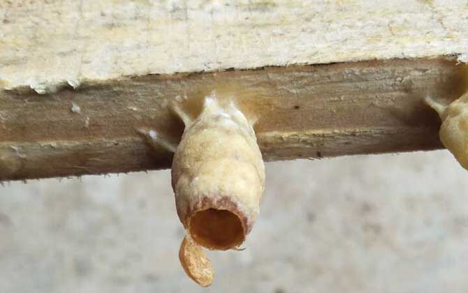 人造王臺(tái)里面放什么