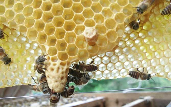 人造王臺(tái)里面放什么