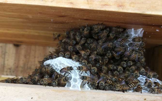 人造王臺(tái)里面放什么