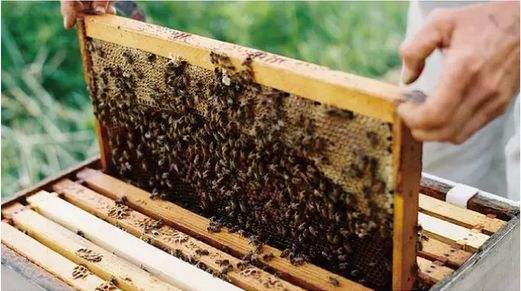 蜜蜂冬季正確的喂糖方法 蜜蜂冬季正確的喂糖方法