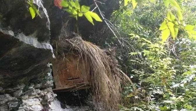 中蜂多王同巢養(yǎng)殖技術(中蜂多王同巢的飼養(yǎng)管理) 中蜂多王同巢養(yǎng)殖技術(中蜂多王同巢的飼養(yǎng)管理)