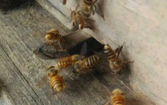 中蜂和意蜂怎么分辨區(qū)別？哪種好養(yǎng)？(教你如何區(qū)分中蜂和意蜂)