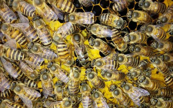 中蜂和意蜂怎么分辨區(qū)別？哪種好養(yǎng)？(教你如何區(qū)分中蜂和意蜂)