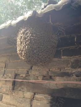 在野外見到蜜蜂，如何將它們收捕回家？具體方法步驟是什么？