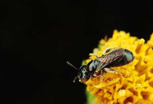 工蜂翅膀邊緣爛了是什么原因(工蜂翅膀邊緣腐爛的原因) 工蜂翅膀邊緣爛了是什么原因(工蜂翅膀邊緣腐爛的原因)