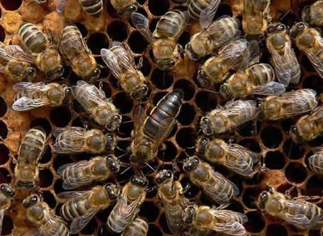 【蜜蜂知識】東北黑蜂是什么蜂種? 東北黑蜂是什么蜂種?