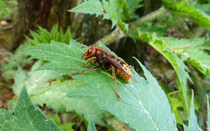農(nóng)村常見蜂類大全(農(nóng)村蜂類介紹) 農(nóng)村常見蜂類大全(農(nóng)村蜂類介紹)