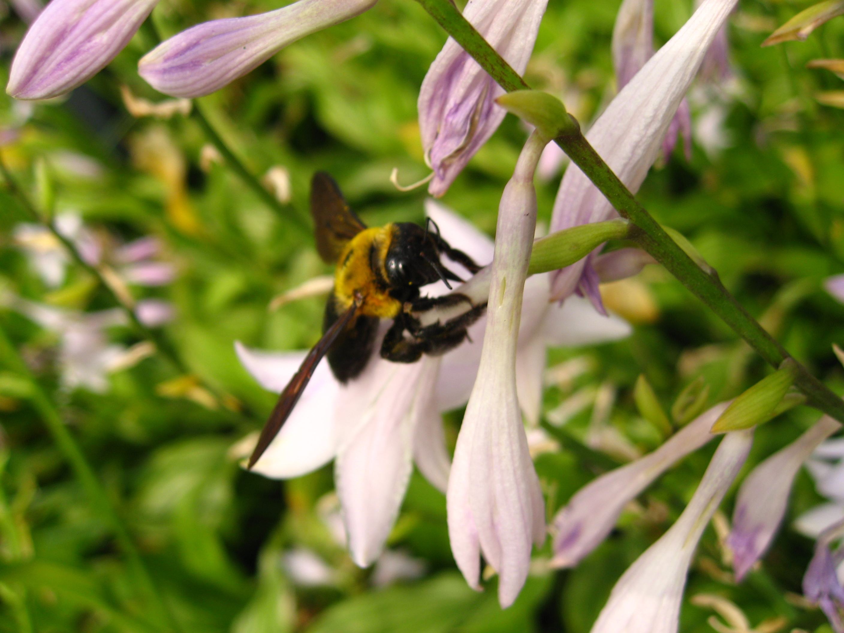 【蜜蜂知識】怎樣從蜂團中找到蜂王? 怎樣從蜂團中找到蜂王?