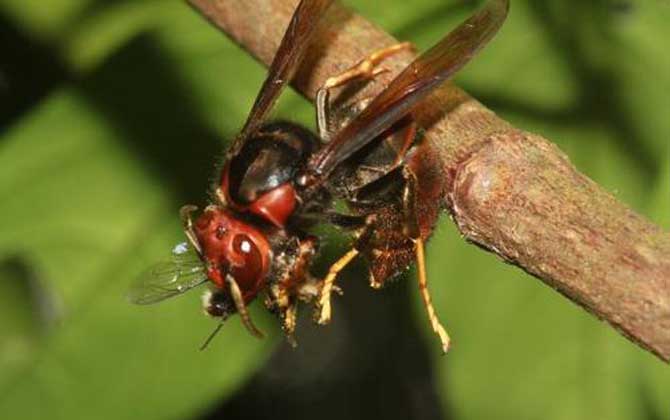 黃腳胡蜂(黃腳胡蜂的形態(tài)特征和生活習(xí)性) 黃腳胡蜂(黃腳胡蜂的形態(tài)特征和生活習(xí)性)