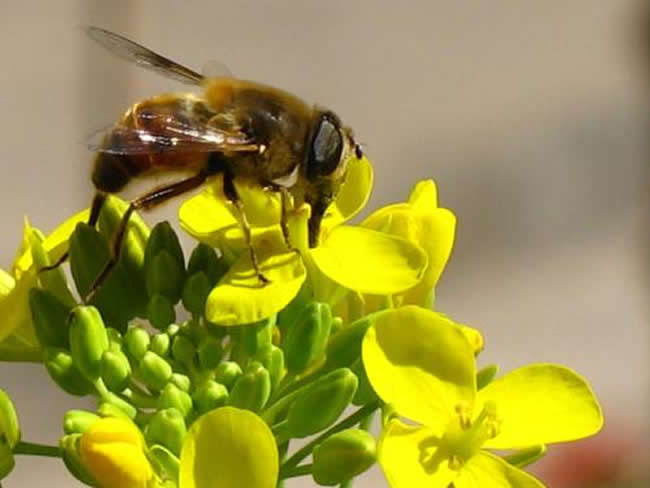 【蜜蜂知識】馬蜂和蜜蜂的區別 馬蜂和蜜蜂的區別