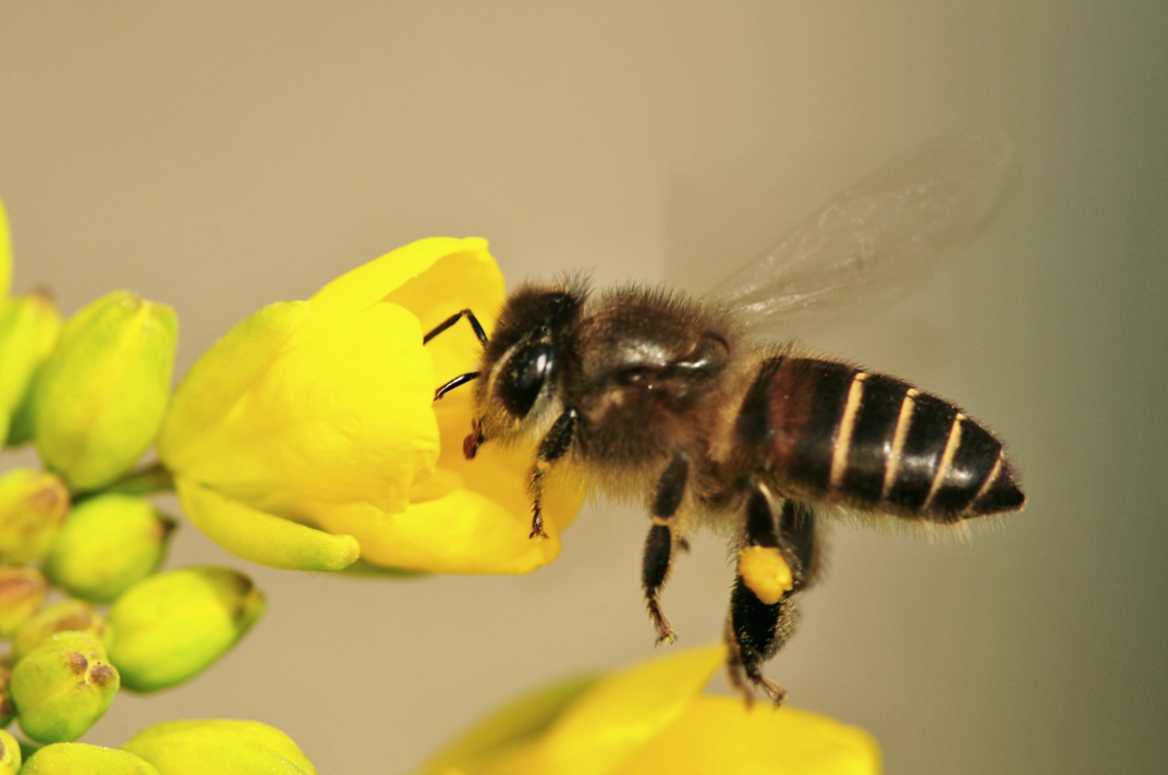 云南能不能養(yǎng)阿壩中蜂（?阿壩中蜂王可以介入云南野生蜂群中嗎）